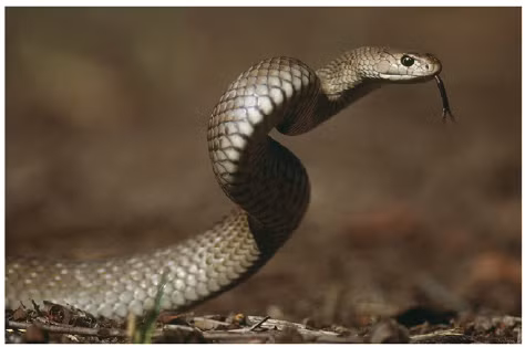 Mặc dù nguy hiểm, rắn nâu phương Đông đóng vai trò quan trọng trong hệ sinh thái. Chúng giúp kiểm soát số lượng các loài gặm nhấm, từ đó duy trì cân bằng sinh thái. Tuy nhiên, sự phát triển đô thị và mất môi trường sống tự nhiên đang đe dọa sự tồn tại của loài rắn này.