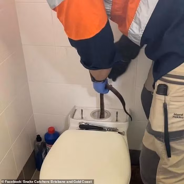 Một gia đình ở Úc đã vô cùng hoảng sợ khi phát hiện bồn cầu của họ bị tắc suốt hai tuần là do một con rắn nâu phương Đông, loài rắn cực độc, nằm cuộn tròn trong bồn chứa nước. Đây là loài rắn có nọc độc nguy hiểm thứ hai trên thế giới. Sau khi phát hiện ra, họ đã gọi ngay cho một công ty chuyên bắt rắn để xử lý tình huống. Nhân viên bắt rắn đã nhanh chóng và an toàn loại bỏ con "quái thú" ra khỏi bồn cầu.