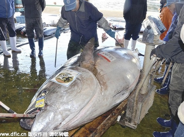Con " quái ngư" này được bán với giá 17.000 USD (khoảng 430 triệu đồng) cho công ty Yamasa Wakiguchi Tuna Co. Nếu xẻ thịt con cá ngừ này để làm sashimi, ước tính sẽ có khoảng 3.000 người được thưởng thức. (Ảnh: en.people.cn)