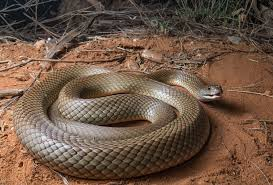 Điều đặc biệt đáng sợ là loài rắn này có thể tấn công con người khi họ đang ngủ, một hành vi hiếm gặp ở các loài rắn khác. Các nghiên cứu cho thấy, phần lớn các vụ tấn công xảy ra vào mùa hè, khi thời tiết ấm áp và rắn Mulga hoạt động mạnh mẽ hơn.(Ảnh:iNaturalist UK)