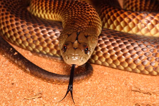 Rắn Mulga là một biểu tượng của sự hoang dã và khắc nghiệt của thiên nhiên Úc. Hiểu biết về loài rắn này không chỉ giúp chúng ta tránh được những nguy hiểm tiềm tàng mà còn giúp bảo vệ và duy trì sự đa dạng sinh học của hành tinh.(Ảnh:Adobe Stock)