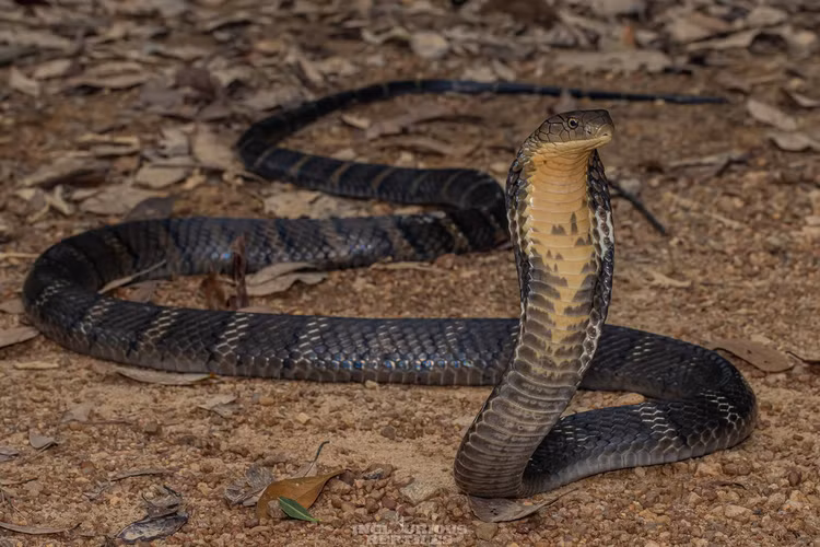 Rắn hổ mang chúa có khả năng nâng cao phần đầu và mở rộng phần cổ, tạo thành hình dạng đáng sợ khi bị đe dọa hoặc chuẩn bị tấn công. (Ảnh: iNaturalist)