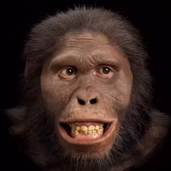 Phát hiện về Homo naledi đã mở ra nhiều câu hỏi mới về sự tiến hóa của loài người. Họ sống cùng thời với Homo sapiens, nhưng có nhiều đặc điểm giống với tổ tiên Australopithecus hơn. Điều này cho thấy sự đa dạng trong chi Homo và thách thức quan niệm truyền thống rằng bộ não lớn đem lại lợi thế tiến hóa cao.(Ảnh: Smithsonian's Human Origins)