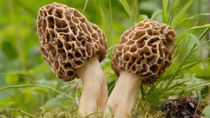 Nguyên nhân của dịch bệnh này vẫn còn là một bí ẩn, mặc dù một số nhà khoa học cho rằng có thể do ngộ độc nấm ergot. (Ảnh:Britannica)