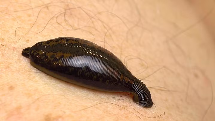 6. Đỉa: Đỉa là loài giun nước ngọt thường bám vào cơ thể người hoặc động vật khi bơi lội ở các vùng nước ngọt. Chúng dùng giác hút đặc biệt để bám chặt và hút máu nạn nhân. Mặc dù trong y học, đỉa được sử dụng để hút máu trong một số liệu pháp trị bệnh, sự xuất hiện của chúng trong tự nhiên vẫn gây ám ảnh cho nhiều người.