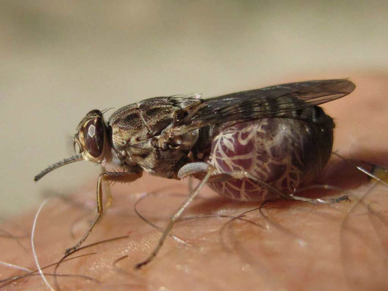 5. Ruồi xê xê: Ruồi xê xê là loài côn trùng sinh sống chủ yếu ở châu Phi, nổi tiếng với việc truyền bệnh ngủ, một bệnh nhiễm ký sinh trùng gây mệt mỏi cực độ và có thể dẫn đến tử vong nếu không được điều trị. Ruồi xê xê hút máu người và động vật để nuôi sống các trứng của chúng.