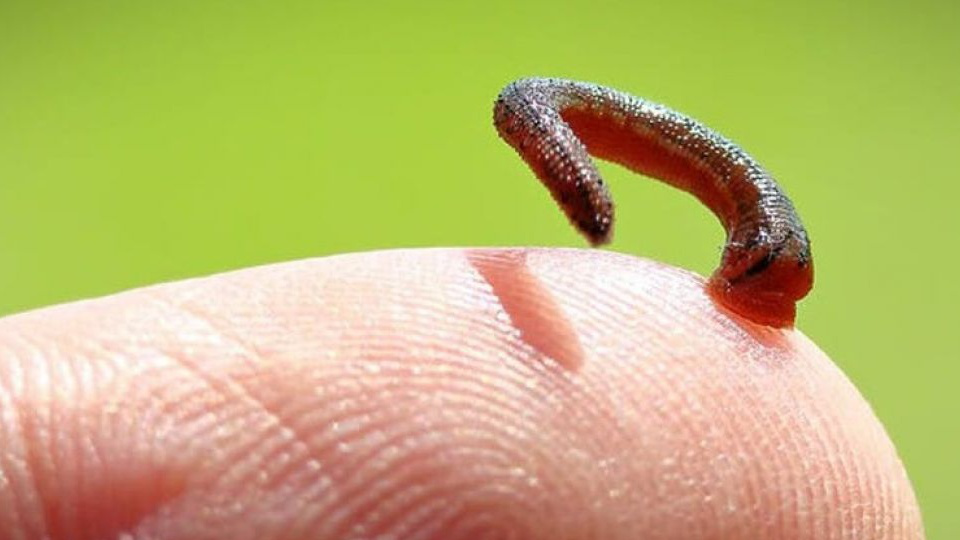 7. Con vắt: Thường được tìm thấy ở các vùng núi hoặc rừng nhiệt đới, cũng là loài động vật hút máu đáng sợ. Chúng bám vào da và hút máu một cách không đau đớn do chúng tiết ra chất làm tê tại chỗ. Vết cắn của con vắt thường gây chảy máu kéo dài và nhiễm trùng nếu không được chăm sóc kỹ.