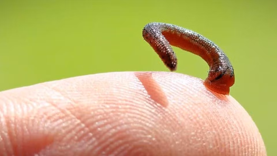 7. Con vắt: Thường được tìm thấy ở các vùng núi hoặc rừng nhiệt đới, cũng là loài động vật hút máu đáng sợ. Chúng bám vào da và hút máu một cách không đau đớn do chúng tiết ra chất làm tê tại chỗ. Vết cắn của con vắt thường gây chảy máu kéo dài và nhiễm trùng nếu không được chăm sóc kỹ.