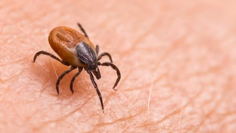 2. Bọ chét: Bọ chét là loài côn trùng nhỏ bé sống ký sinh trên da động vật, đặc biệt là chó, mèo, và thỉnh thoảng là con người. Chúng hút máu và có thể truyền nhiều bệnh nguy hiểm như bệnh dịch hạch. Dù kích thước nhỏ, bọ chét có thể gây ra những cơn ngứa dữ dội và sự khó chịu cho nạn nhân.