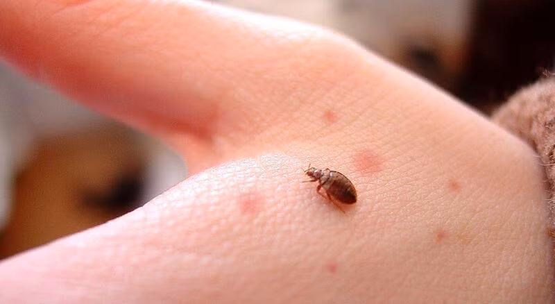 3. Rệp giường: Rệp giường là loài côn trùng nhỏ bé nhưng cực kỳ khó chịu. Chúng thường ẩn nấp trong các kẽ hở của giường, nệm, và hút máu con người vào ban đêm khi nạn nhân đang ngủ. Mặc dù không truyền bệnh, vết cắn của rệp giường gây ngứa ngáy và có thể dẫn đến nhiễm trùng da nếu không được xử lý đúng cách.