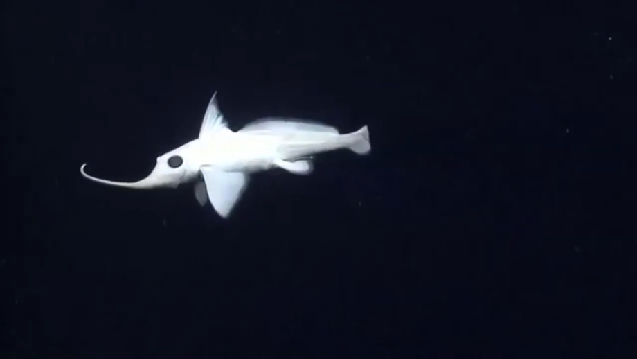 8. Cá bóng ma: Loài cá có vẻ ngoài trong suốt đáng sợ này có thể không gây hại cho con người, nhưng chỉ cần nhìn thấy chúng cũng đủ khiến nhiều người rùng mình.