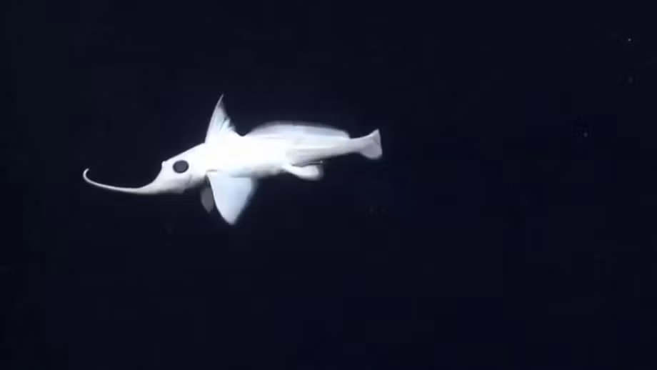 8. Cá bóng ma: Loài cá có vẻ ngoài trong suốt đáng sợ này có thể không gây hại cho con người, nhưng chỉ cần nhìn thấy chúng cũng đủ khiến nhiều người rùng mình.