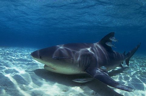4. Cá mập bò: Là một trong những loài cá mập hung dữ nhất, cá mập bò có khả năng sống cả ở nước ngọt và nước mặn, khiến chúng trở thành mối đe dọa ở nhiều môi trường khác nhau.