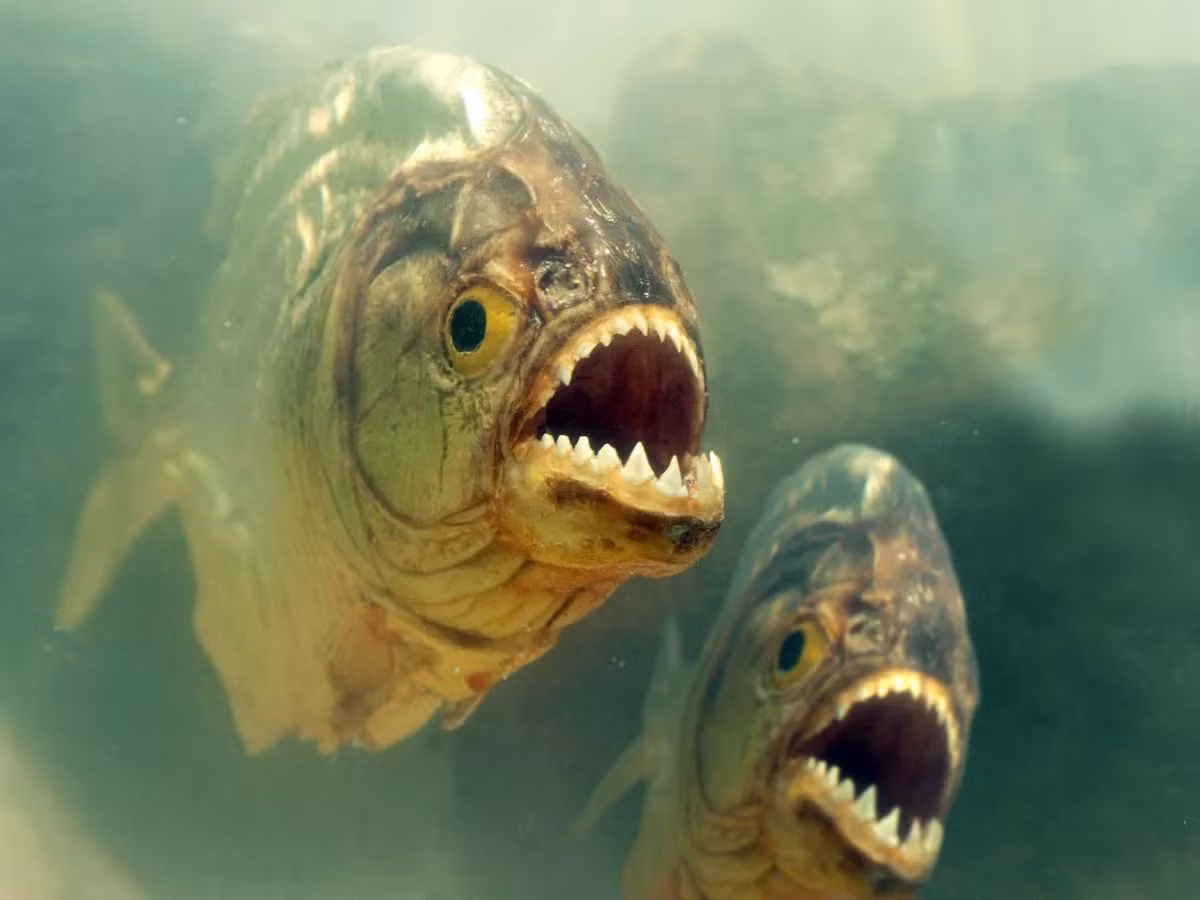 6. Cá Piranha: Loài cá nhỏ nhưng vô cùng nguy hiểm với hàm răng sắc như dao cạo và tập tính săn mồi theo đàn.