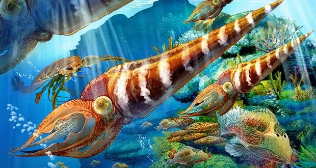 1. Đại tuyệt chủng cuối kỷ Ordovic (Khoảng 445 triệu năm trước): Cuộc đại tuyệt chủng này diễn ra vào cuối kỷ Ordovic và xóa sổ khoảng 85% số loài sinh vật biển. (Ảnh: Pinterest)