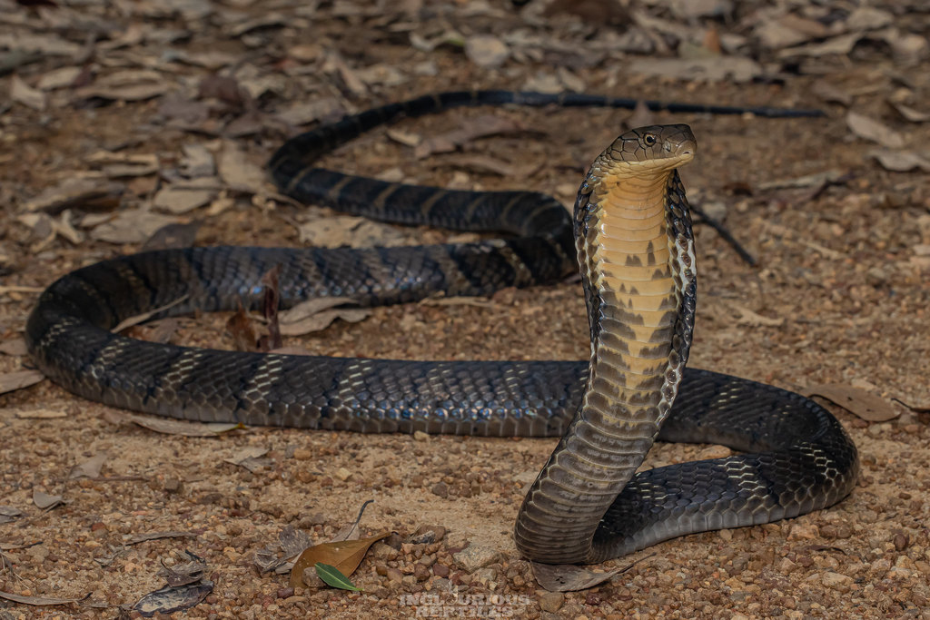 Rắn hổ mang chúa có khả năng nâng cao phần đầu và mở rộng phần cổ, tạo thành hình dạng đáng sợ khi bị đe dọa hoặc chuẩn bị tấn công. (Ảnh: iNaturalist)