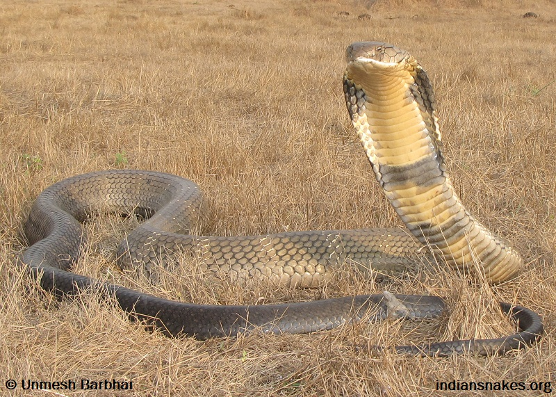 Rắn hổ mang chúa (Ophiophagus hannah), hay còn gọi là hổ mang vua, là một trong những loài rắn độc lớn nhất và đáng sợ nhất trên thế giới. (Ảnh: India Biodiversity Portal)