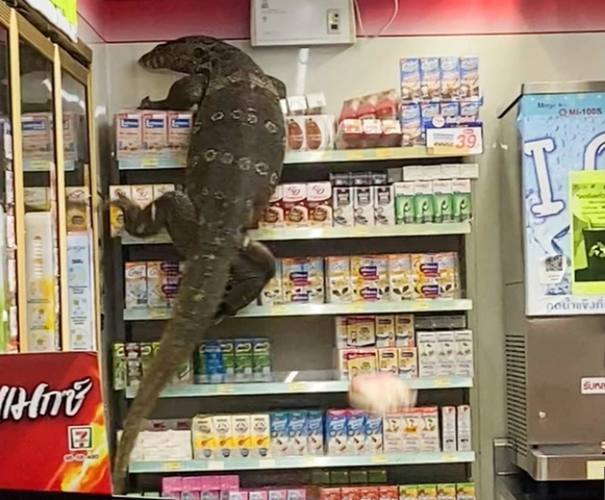 Trước đó, một con thằn lằn khổng lồ, to như cá sấu, bất ngờ leo lên từ một con kênh ở thành phố Nakhon Pathom, Thái Lan, rồi lao vào cửa hàng tạp hóa 7-Eleven. Một nhân viên cửa hàng đã gọi điện báo cho cảnh sát, và sau đó, lực lượng chuyên xử lý bò sát đã đến bắt con thằn lằn khổng lồ.