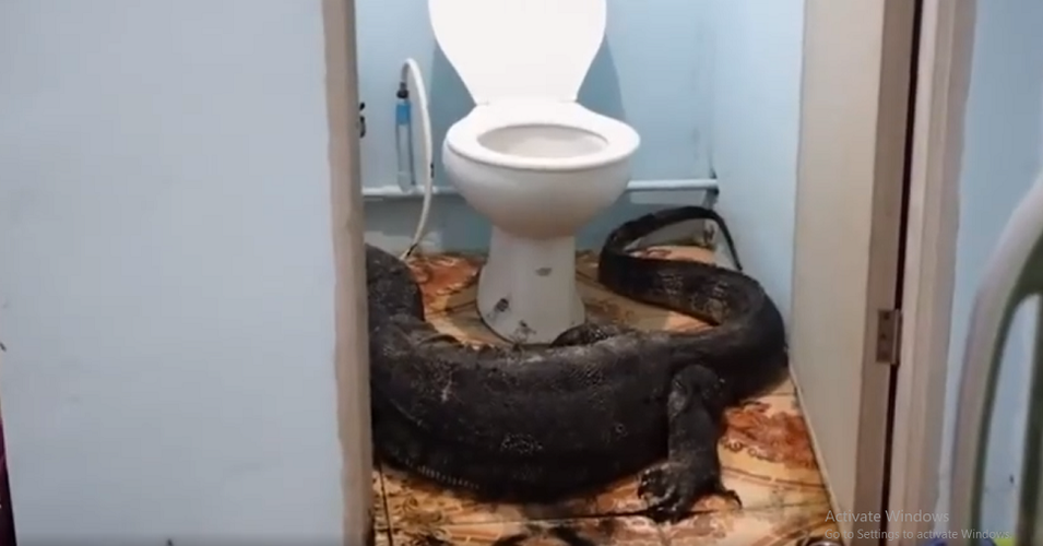 Tương tự, một gia đình ở tỉnh Chachoengsao, Thái Lan đã chứng kiến một cảnh tượng kinh hoàng khi một con thằn lằn khổng lồ dài hơn 2m xâm nhập vào nhà. Con thằn lằn này được cho là đã xuất hiện từ một con kênh gần đó và bò vào nhà khi cửa mở.