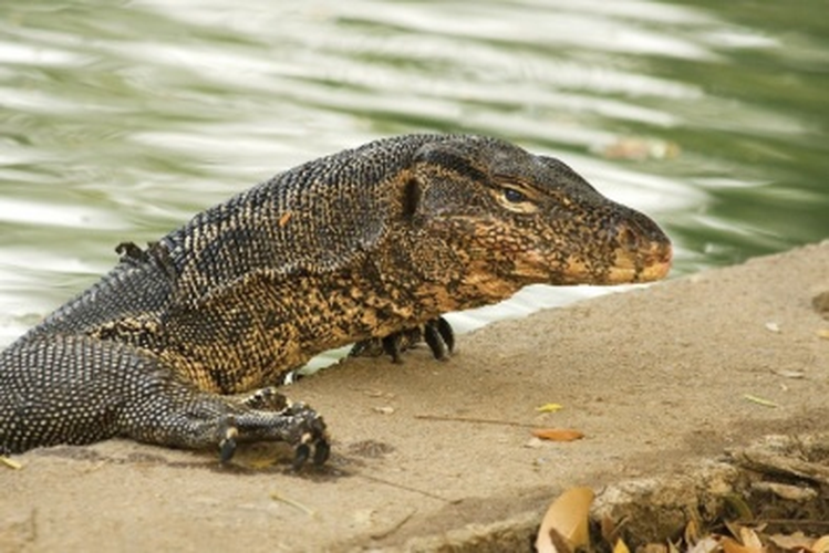 Thằn lằn nước châu Á thường sống trong các kênh và ao hồ ở các thành phố lớn xung quanh Thái Lan, ăn cá, rắn và ếch cũng như thức ăn thừa do con người để lại. Vết cắn của chúng có thể có nọc độc nhẹ, đôi khi mang theo vi khuẩn có hại. Chúng có thể trở nên hung dữ khi bị đe dọa.