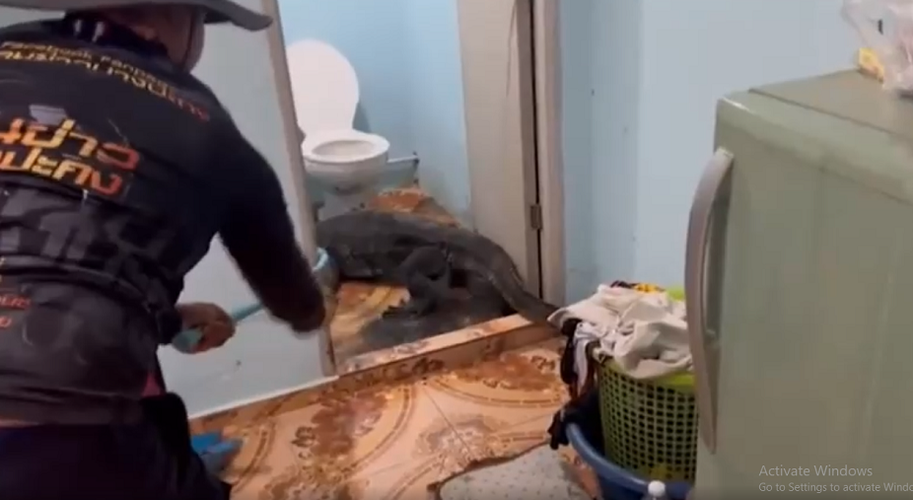 Chủ nhà, Prasittichok Boonsob, 33 tuổi, cùng bạn gái đã hoảng sợ và gọi ngay cho các chuyên gia về bò sát để giúp đỡ. Đoạn video ghi lại cảnh tình nguyện viên sử dụng một cây gậy có thòng lọng để bắt con thằn lằn đang ẩn náu trong phòng tắm. Con thằn lằn này liên tục rít lên khi bị bắt.
