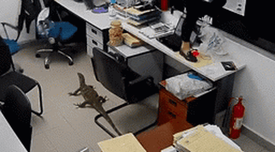 Một con thằn lằn khổng lồ đã gây náo loạn trong một văn phòng ở Kuala Lumpur, Malaysia, vào năm 2021. Sự việc được camera an ninh ghi lại, cho thấy các nhân viên hoảng sợ và trèo lên bàn khi con thằn lằn xuất hiện và lang thang trong văn phòng.