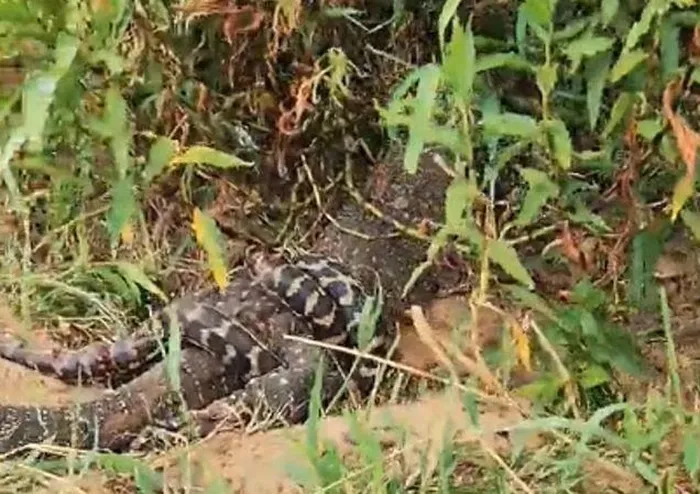 Trong lúc nghe thấy tiếng xào xạc từ bụi rậm, anh phát hiện 2 con "quái thú" đang giao tranh, cụ thể là một con trăn thảm đang siết chặt chân sau của một con thằn lằn trong một cuộc chiến sinh tồn. Dù bị thương nặng, con trăn vẫn cố gắng giữ chặt con thằn lằn, nhưng sau 20 phút căng thẳng, con thằn lằn đã cắn nát cơ thể trăn và kết liễu đối thủ, rồi kéo xác trăn vào bụi rậm để thưởng thức bữa ăn của mình. (Ảnh cắt từ clip)