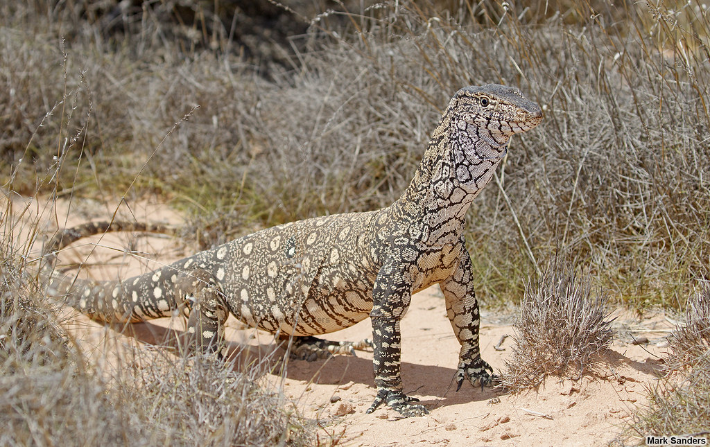 Trong thế giới động vật đa dạng của Úc, kỳ đà khổng lồ (Varanus giganteus) nổi bật như một biểu tượng của sức mạnh và sự kiên cường. Được biết đến với tên gọi “Nhông Úc” loài thằn lằn này là một trong những loài lớn nhất trên Trái Đất, chỉ đứng sau rồng Komodo và một vài loài kỳ đà khác.(Ảnh: Flickr)