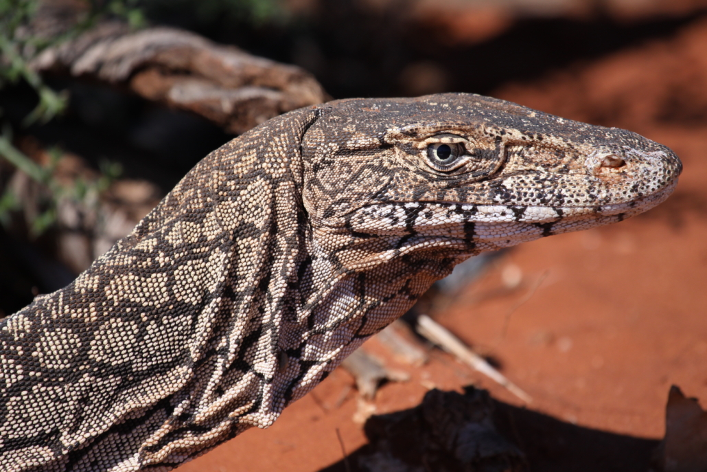 Kỳ đà khổng lồ có thể đạt chiều dài lên đến 2,5 mét và nặng tới 20 kg. Với thân hình dài và mạnh mẽ, chúng được trang bị móng vuốt sắc nhọn và hàm răng mạnh mẽ, giúp chúng săn mồi hiệu quả.(Ảnh: IUCN SSC MONITOR LIZARD)