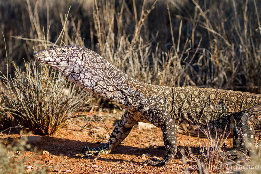 Loài kỳ đà này chủ yếu sống ở các khu vực khô cằn phía tây của Great Dividing Range, nơi chúng có thể tránh xa sự can thiệp của con người. Chúng thường tìm nơi ẩn nấp dưới đá hoặc trong các hang động để tránh nhiệt độ cao và kẻ thù.(Ảnh: Flickr)