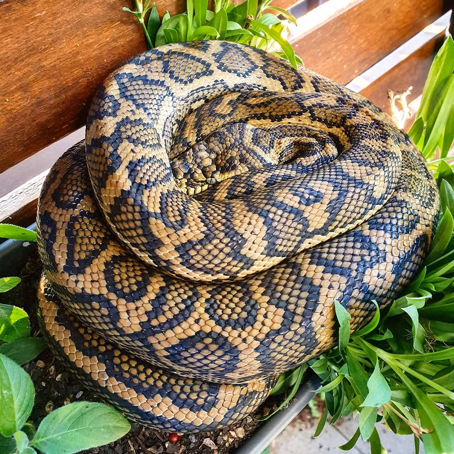 Trăn thảm Úc nổi bật với hoa văn trên da giống như một tấm thảm phương Đông, đây cũng là nguồn gốc cho cái tên của loài động vật này. Màu sắc và hoa văn của chúng rất đa dạng, từ xanh nhạt đến nâu và đen, với các hoa văn hình kim cương hoặc sọc màu trắng, kem hoặc vàng. (Ảnh: The Snake Catcher)