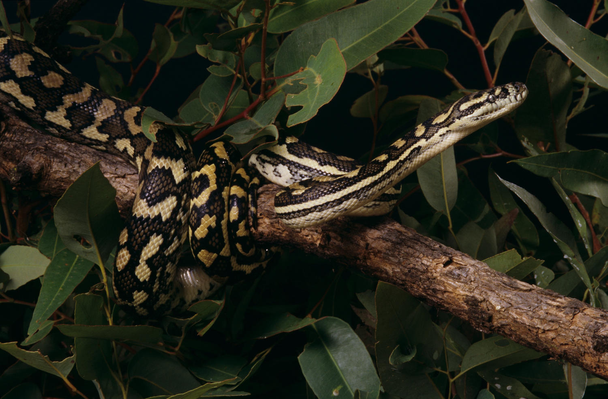 Trăn thảm, hay còn gọi là Carpet Python, là một trong những loài bò sát đặc hữu của Australia và Papua New Guinea.(Ảnh: Queensland Museum)