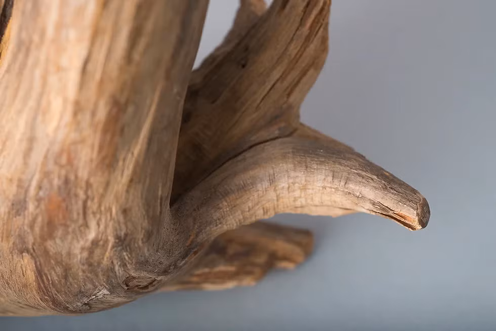 Rễ cây bám vào các vách đá để sinh trưởng, tạo ra nhiều hình dáng đẹp, có giá trị nghệ thuật cao.