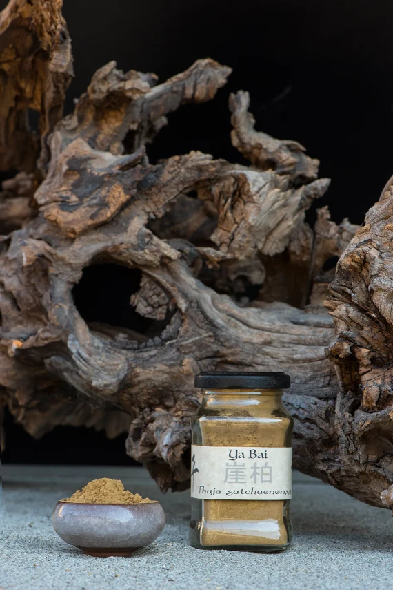 Nhai bách không chỉ nổi tiếng với độ bền mà còn với hương thơm đặc biệt, được ví như "vitamin không khí", có tác dụng cải thiện sức khỏe và tinh thần.