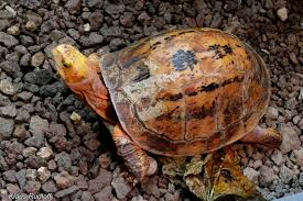 Theo các chuyên gia, rùa hộp trán vàng miền Trung là một trong những loài rùa quý hiếm nhất ở Việt Nam cũng như trên thế giới. (Ảnh: BioLib.cz)