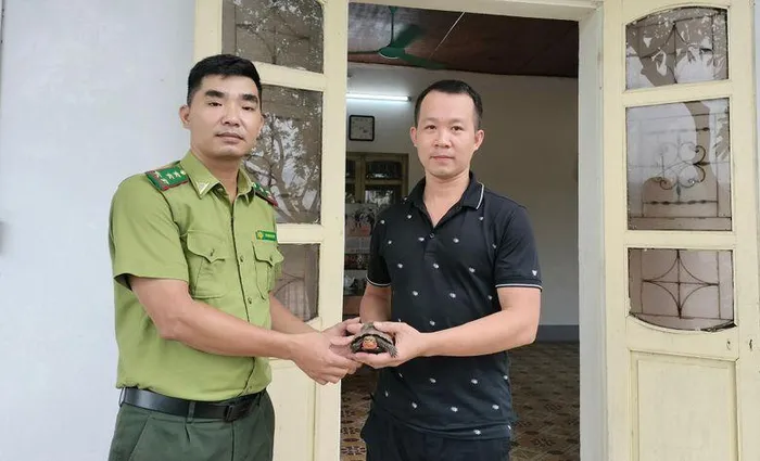 Trước đó, ông Tuấn đã phát hiện và chăm sóc con rùa này trong vườn của mình. Nhận thấy đây là loài động vật rừng quý hiếm, ông đã quyết định mang rùa hộp trán vàng đến Trạm Kiểm lâm. Sau khi tiếp nhận, Trạm Kiểm lâm đã chăm sóc và hoàn tất thủ tục bàn giao cá thể rùa cho Trung tâm Cứu hộ, bảo tồn và Phát triển sinh vật Hoàng Liên để phục hồi tập tính tự nhiên và tái thả về môi trường. (Ảnh: Báo Lào Cai)