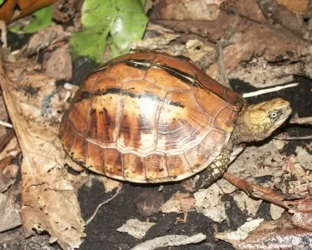 Rùa hộp trán vàng miền Trung là loài đặc hữu ở miền Trung Việt Nam, phân bố từ Khánh Hòa đến Thừa Thiên Huế. (Ảnh: Animalia Bio)