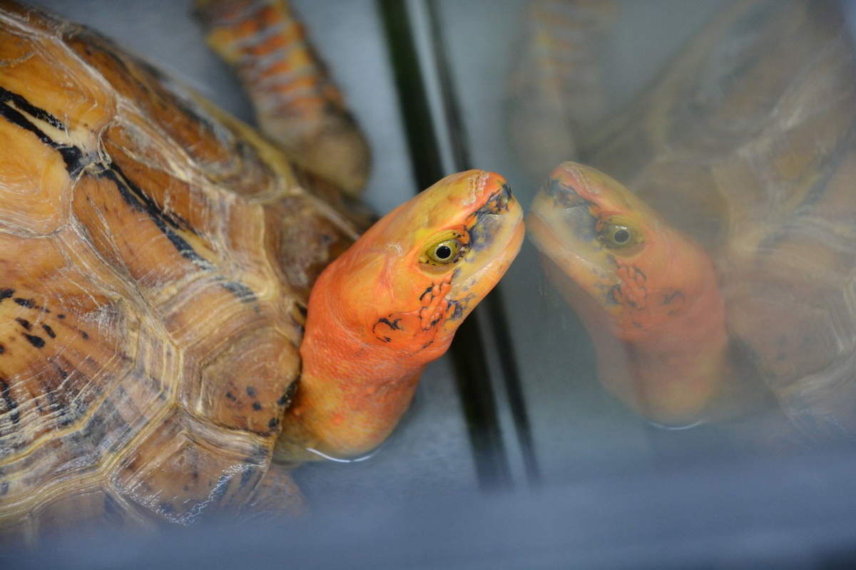 Loài rùa hộp trán vàng miền Trung chủ yếu sinh sống ở những nơi ẩm ướt.(Ảnh: ZooChat)