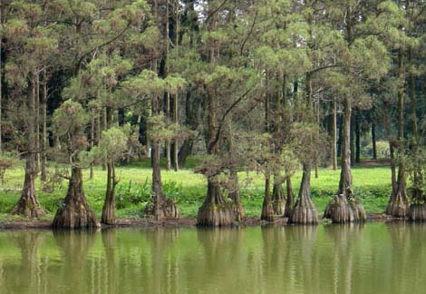 Thủy tùng, tên khoa học là Glyptostrobus pensilis, là một loài thực vật hạt trần thuộc họ Taxodiaceae. Cây thủy tùng có chiều cao trung bình khoảng 30m, đường kính thân có thể đạt tới 1m. Gỗ thủy tùng có màu nâu vàng đến nâu đỏ, vân gỗ đẹp, mịn và đều. Đặc biệt, gỗ thủy tùng có khả năng tỏa ra một mùi thơm nhẹ nhàng, dễ chịu.(Ảnh: botanyvn)