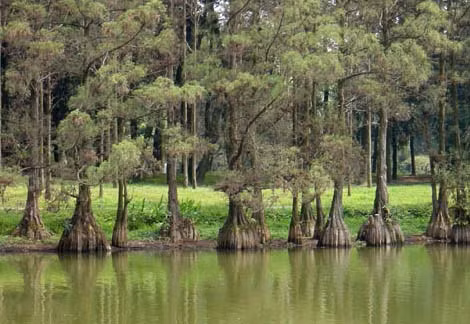 Thủy tùng, tên khoa học là Glyptostrobus pensilis, là một loài thực vật hạt trần thuộc họ Taxodiaceae. Cây thủy tùng có chiều cao trung bình khoảng 30m, đường kính thân có thể đạt tới 1m. Gỗ thủy tùng có màu nâu vàng đến nâu đỏ, vân gỗ đẹp, mịn và đều. Đặc biệt, gỗ thủy tùng có khả năng tỏa ra một mùi thơm nhẹ nhàng, dễ chịu.(Ảnh: botanyvn)