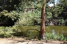 Thủy tùng là một báu vật của thiên nhiên, mang trong mình vẻ đẹp và giá trị vượt thời gian. Việc sử dụng và bảo vệ gỗ thủy tùng không chỉ là bảo vệ một loài cây quý hiếm mà còn là góp phần bảo vệ môi trường và phát triển bền vững.(Ảnh:Wikipedia)