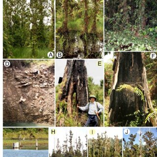 Loại gỗ này không được trồng phổ biến trên toàn thế giới mà chỉ mọc phổ biến ở tỉnh Quảng Đông (Trung Quốc) và tỉnh Khăm Muộn (Lào). Tại Việt Nam, cây gỗ thủy tùng được tìm thấy ở tỉnh Đắk Lắk, gồm xã Ea Ral (huyện Ea H’leo) có 140 cây, xã Ea Hồ (huyện Krông Năng) có 21 cây và 1 cây tại thị xã Buôn Hồ.(Ảnh: ResearchGate)