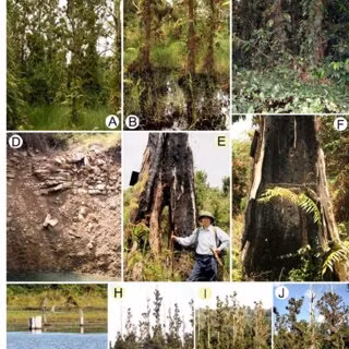 Loại gỗ này không được trồng phổ biến trên toàn thế giới mà chỉ mọc phổ biến ở tỉnh Quảng Đông (Trung Quốc) và tỉnh Khăm Muộn (Lào). Tại Việt Nam, cây gỗ thủy tùng được tìm thấy ở tỉnh Đắk Lắk, gồm xã Ea Ral (huyện Ea H’leo) có 140 cây, xã Ea Hồ (huyện Krông Năng) có 21 cây và 1 cây tại thị xã Buôn Hồ.(Ảnh: ResearchGate)