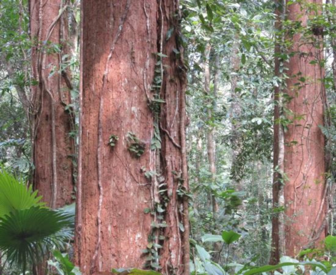 Do nguồn cung hạn chế và giá trị thẩm mỹ cao, gỗ thủy tùng có giá trị kinh tế rất lớn, có "núi tiền" cũng không dễ dàng mua được.(Ảnh:threatenedconifers)