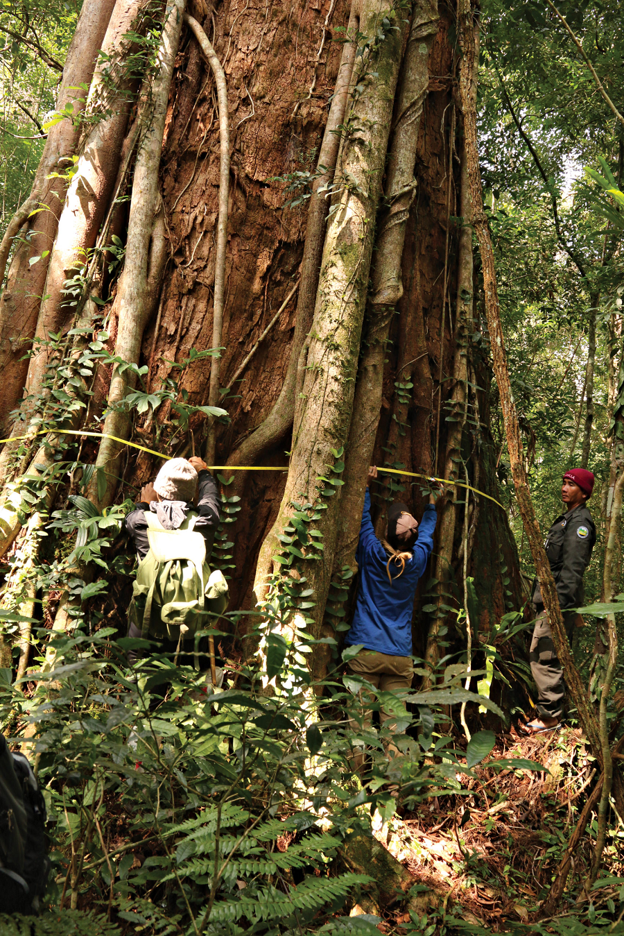 Hiện tại, loài cây này đứng trước nguy cơ bị tuyệt chủng và được xếp vào nhóm IA trong Sách đỏ Việt Nam, cần được bảo vệ nghiêm ngặt.(Ảnh:Arnold Arboretum)