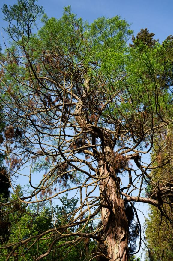 Những cây thủy tùng còn lại trên Trái Đất là số ít cây sống sót qua thời kỳ biến động địa chất, nhưng chúng không thể sinh sôi nảy nở. Việc bảo vệ gỗ thủy tùng không chỉ là bảo vệ một loài cây quý hiếm mà còn góp phần bảo vệ môi trường và phát triển bền vững.(Ảnh:Garden Explorer)