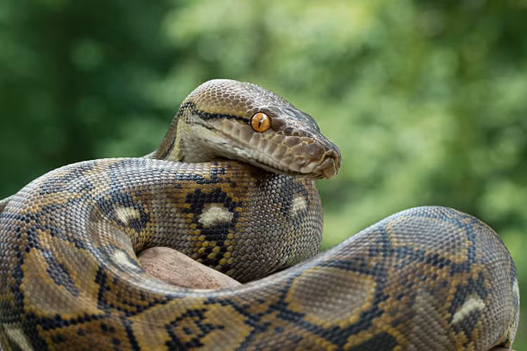 Bản thân trăn lưới không chủ động tấn công người, tuy nhiên nếu chúng bị kích động, sợ hãi hay lầm tưởng tay chân người là thức ăn thì chúng có thể cắn và siết người nuôi. Mặc dù không có nọc độc, vết cắn của những con trăn kích thước lớn cũng rất nghiêm trọng, nhiều khi vết cắn quá lớn đến mức buộc phải khâu lại.