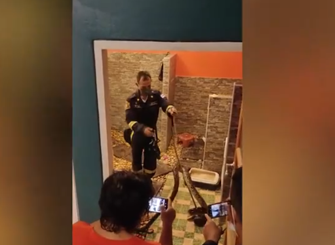 Chủ nhà, cô Nada Teenmaw, bị sốc khi phát hiện tình huống này và ngay lập tức liên hệ với dịch vụ khẩn cấp để giải quyết vấn đề. Hai tình nguyện viên đã bắt và đưa con trăn lưới vào túi nhựa, để thả về tự nhiên.