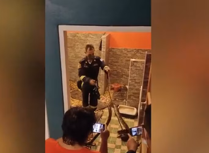 Chủ nhà, cô Nada Teenmaw, bị sốc khi phát hiện tình huống này và ngay lập tức liên hệ với dịch vụ khẩn cấp để giải quyết vấn đề. Hai tình nguyện viên đã bắt và đưa con trăn lưới vào túi nhựa, để thả về tự nhiên.