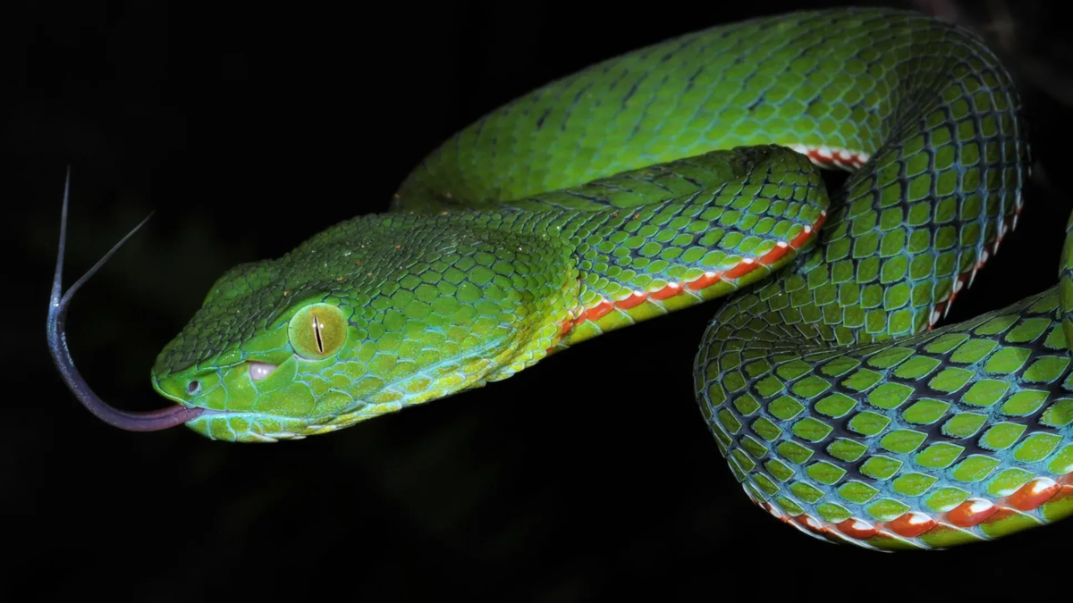 Các nhà khoa học sẽ tiếp tục nghiên cứu thành phần phân loại, phân bố, sinh thái và độc tính của các loài rắn lục châu Á tại Việt Nam. Đồng thời, họ cũng sẽ thực hiện các hoạt động giáo dục bảo tồn nhằm nâng cao nhận thức của cộng đồng về sơ cứu khi bị rắn cắn và bảo tồn các loài rắn tại Việt Nam.(Ảnh: involta.media)